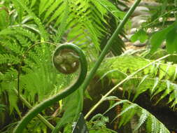 Image of Mexican Tree Fern