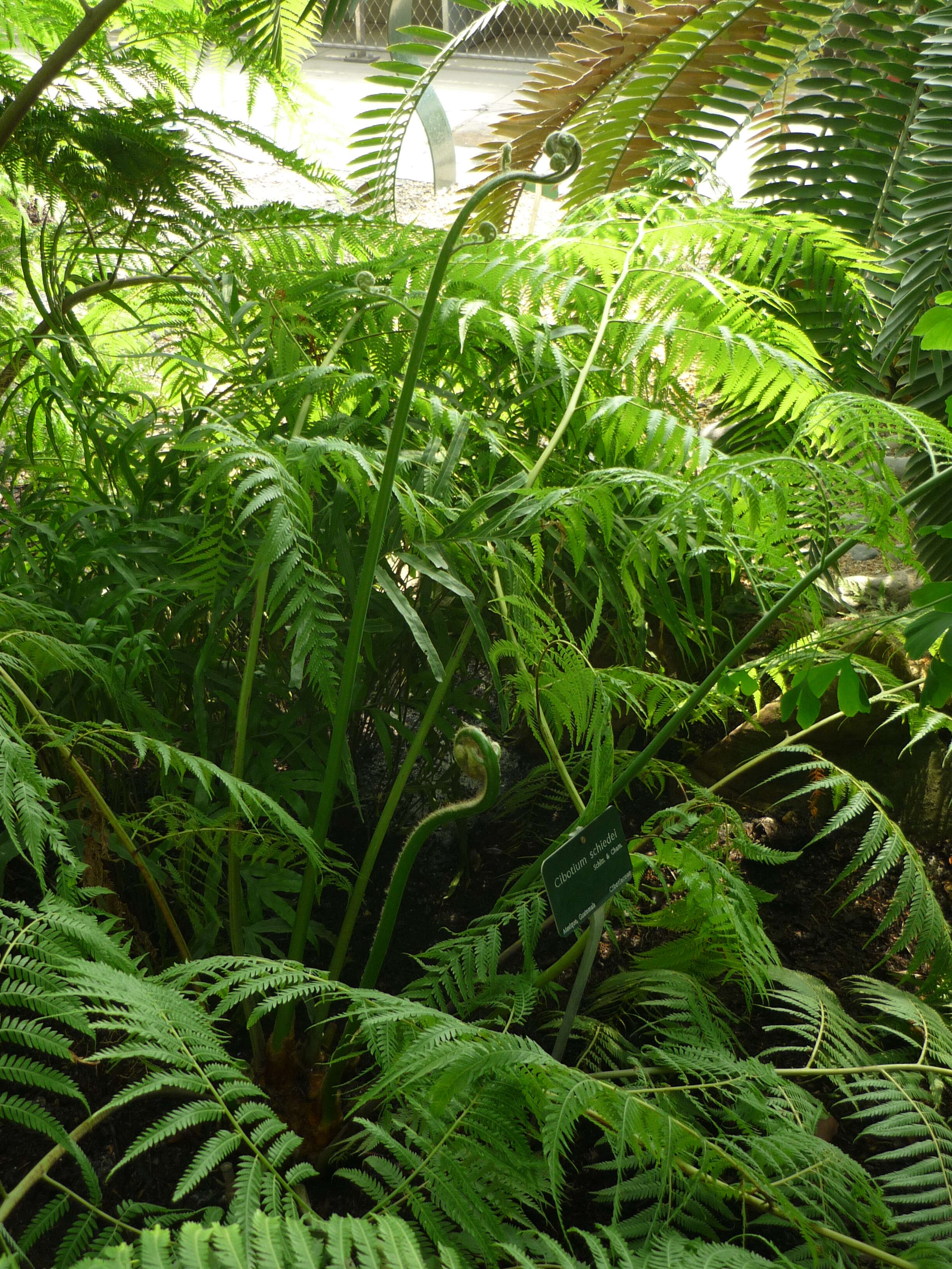 Image of Mexican Tree Fern