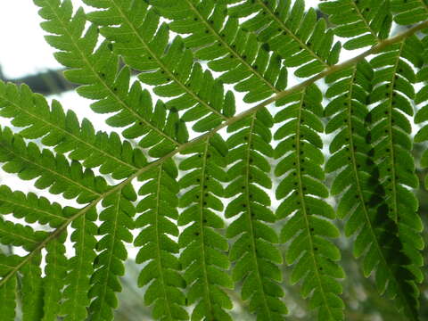 Image of Rough Tree Fern