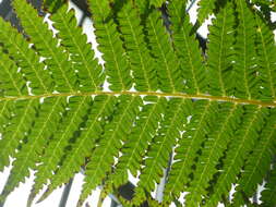 Image of Rough Tree Fern