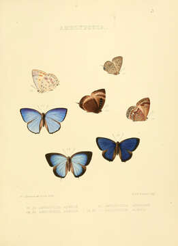 Plancia ëd Arhopala aexone (Hewitson (1863))