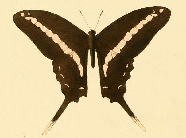 Plancia ëd Graphium kirbyi (Hewitson 1872)