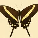 Graphium illyris (Hewitson 1873)的圖片