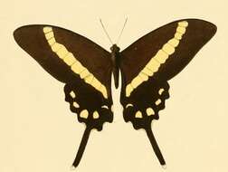 Image of Graphium illyris (Hewitson 1873)