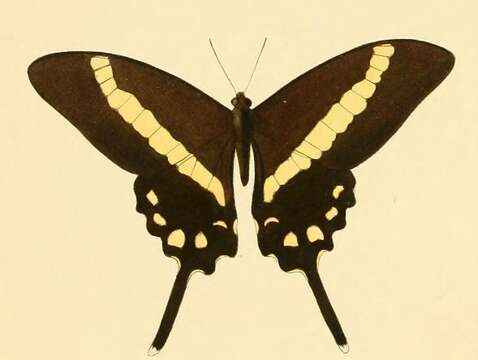 Sivun Graphium illyris (Hewitson 1873) kuva