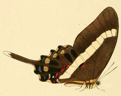 Image of Graphium illyris (Hewitson 1873)