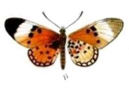 Image of Acraea acrita Hewitson 1865