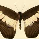 Image of Graphium ucalegon (Hewitson 1865)