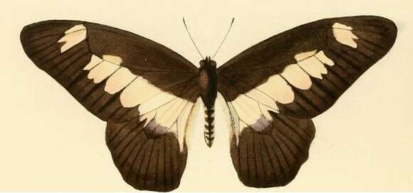 Image of Graphium ucalegon (Hewitson 1865)