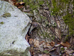 Image of least weasel