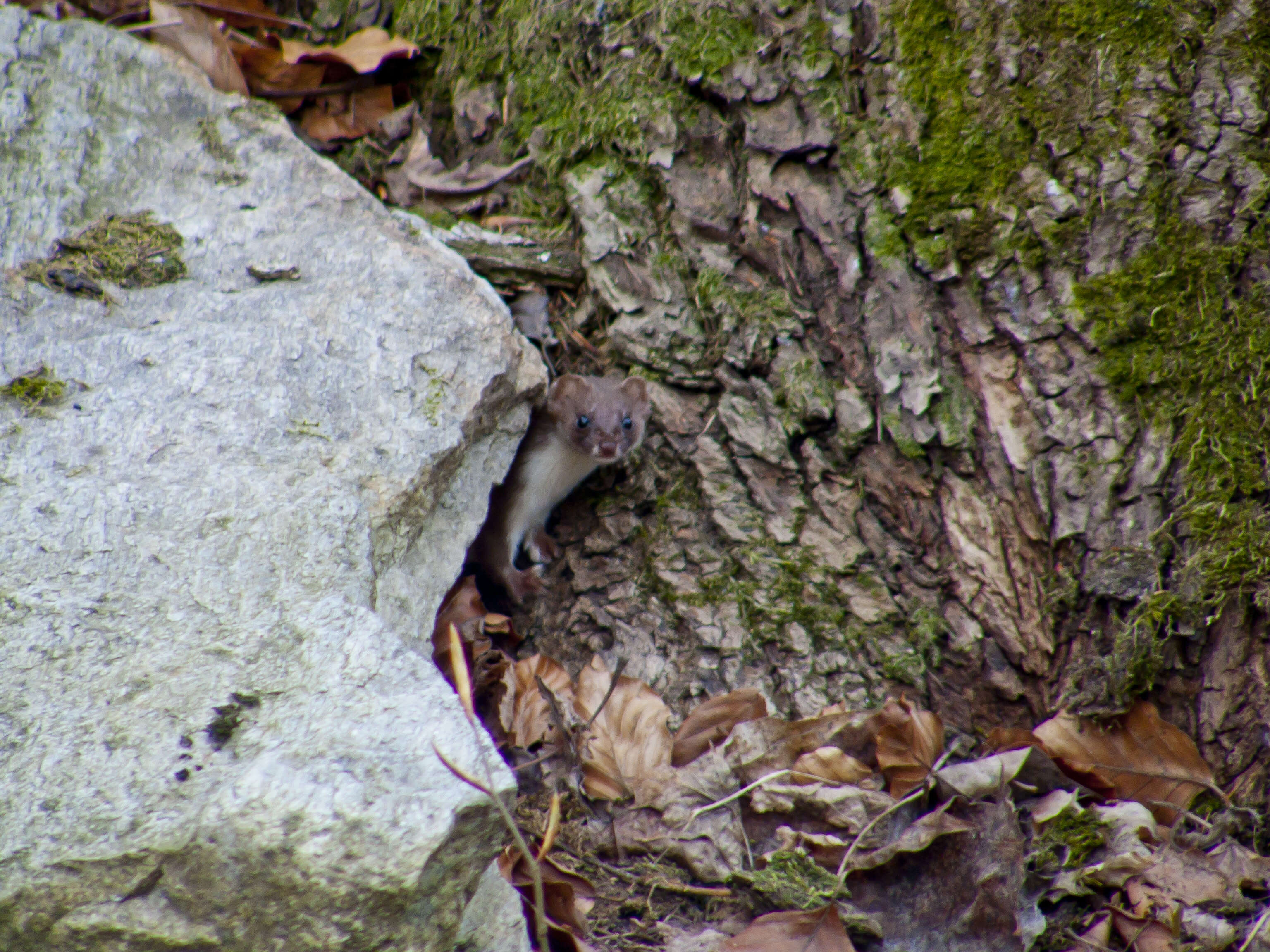 Image of least weasel