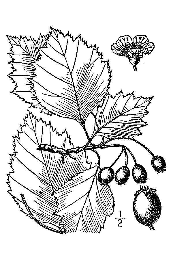 Image of Brainerd's hawthorn