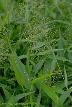 Plancia ëd Panicum clandestinum L.