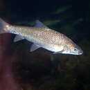 Image of Berg-breede River Whitefish