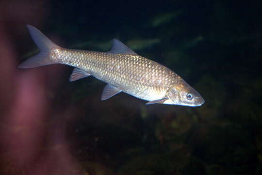 Image of Berg-breede River Whitefish