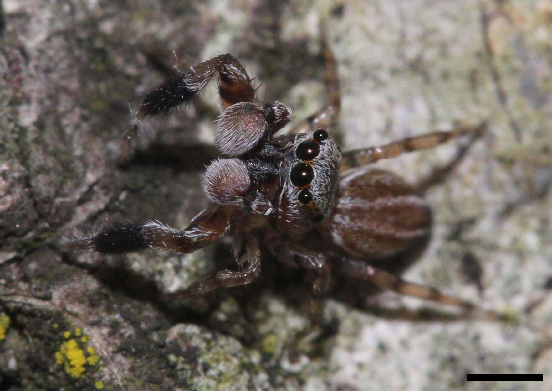 Marpissa lineata (C. L. Koch 1846) resmi