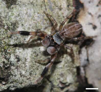 Marpissa lineata (C. L. Koch 1846) resmi