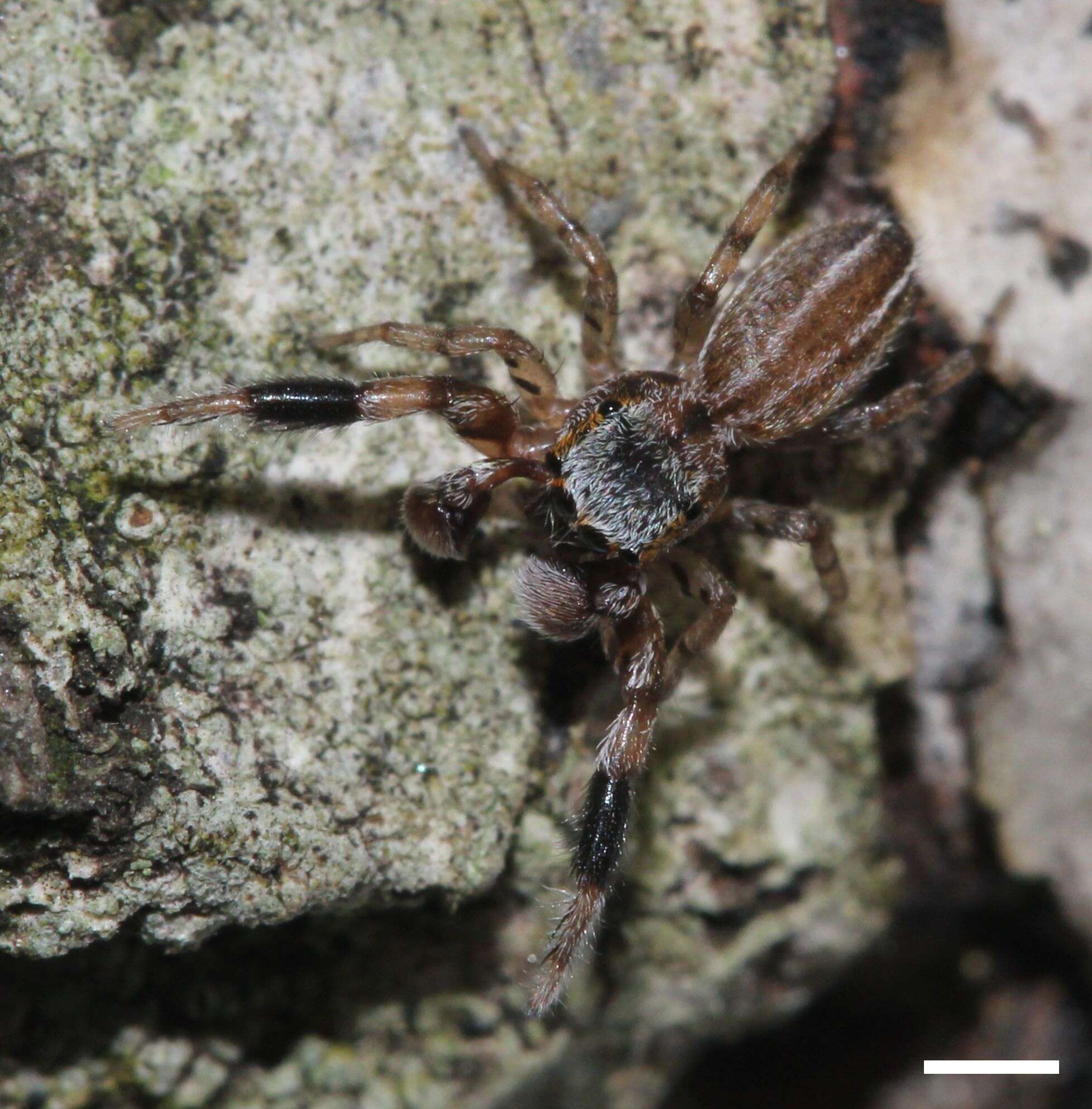 Marpissa lineata (C. L. Koch 1846) resmi