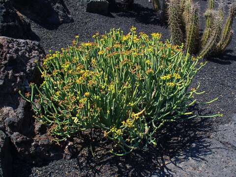 Слика од Euphorbia aphylla Brouss. ex Willd.