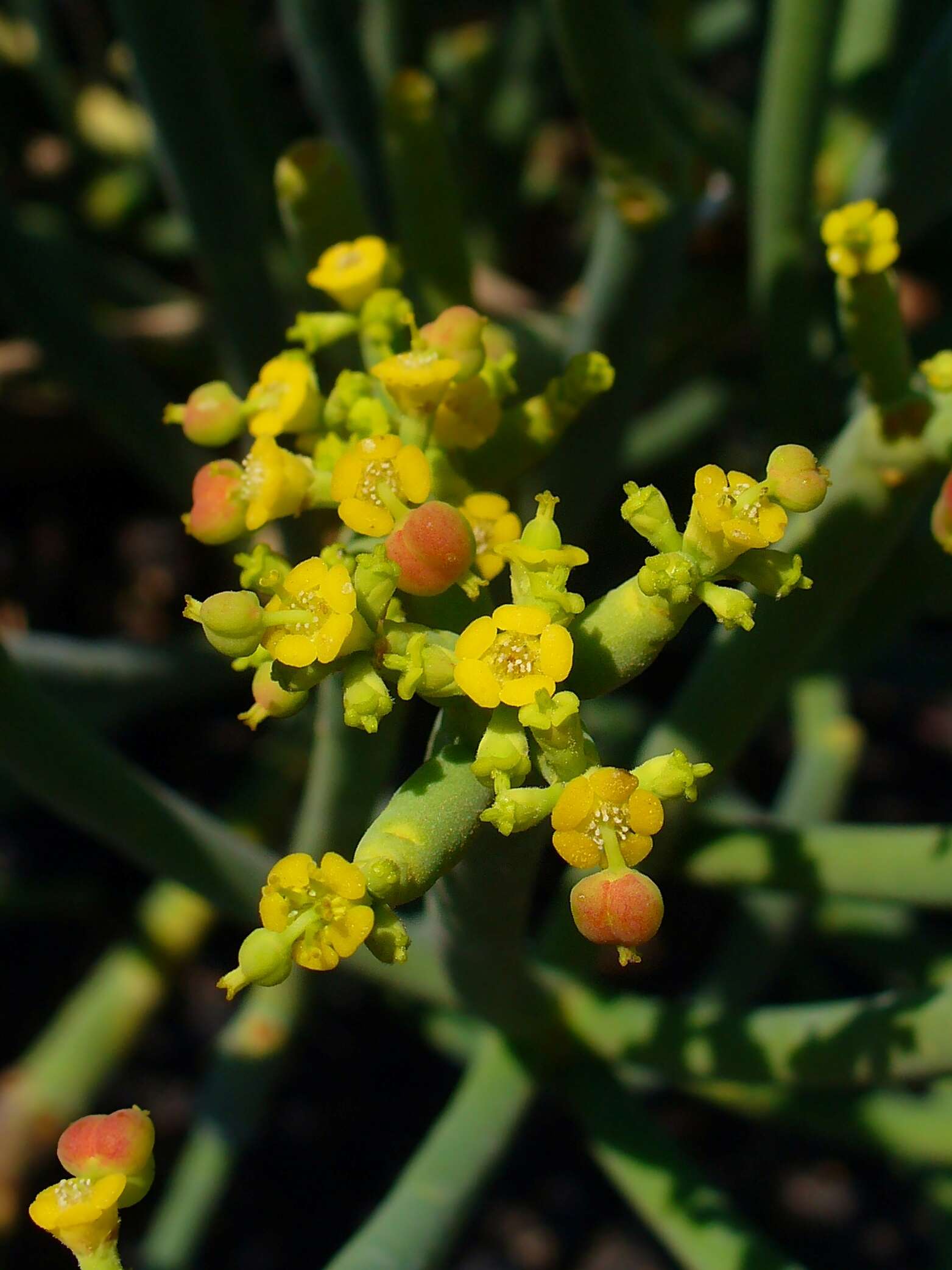 Слика од Euphorbia aphylla Brouss. ex Willd.