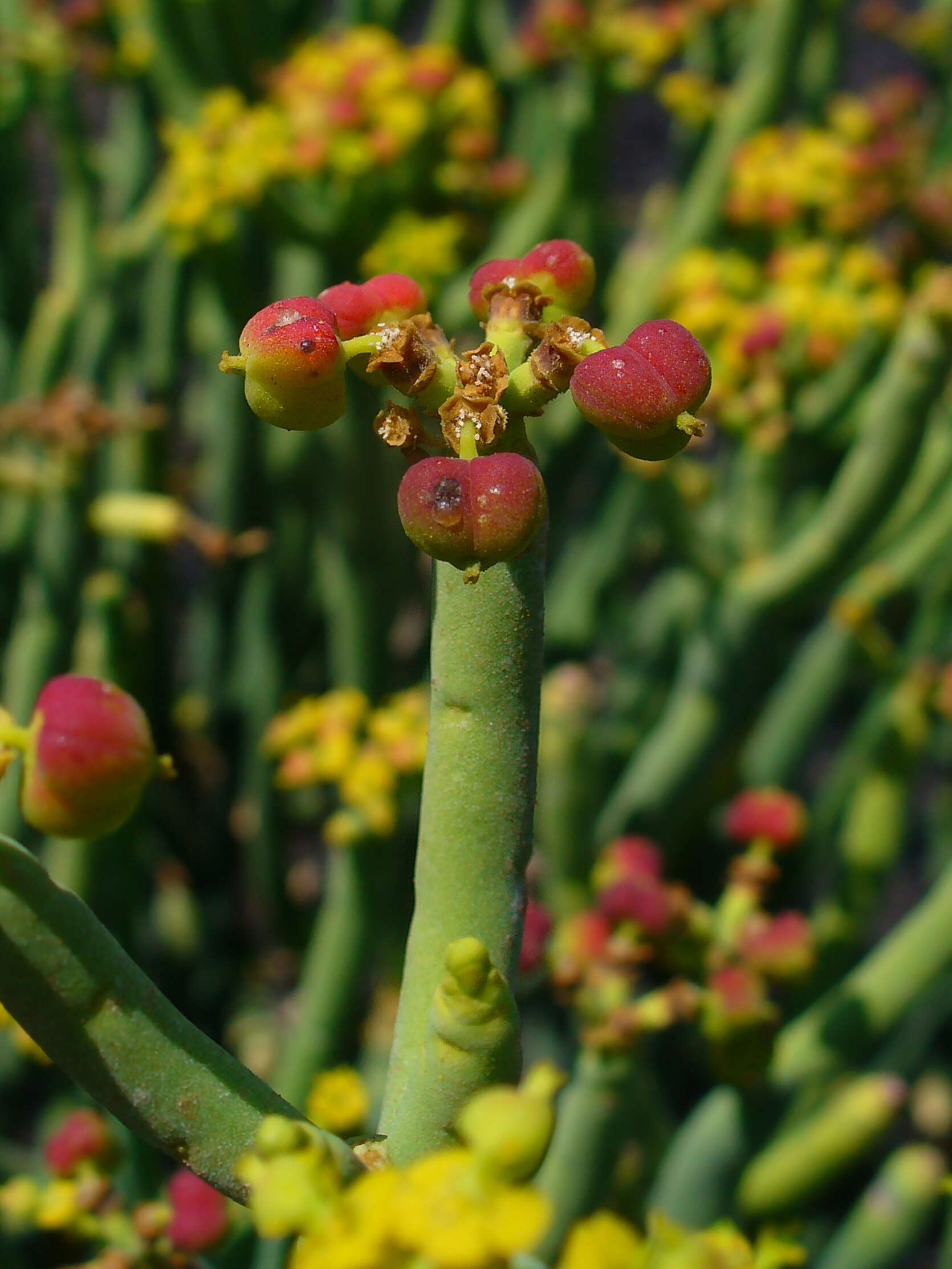 Слика од Euphorbia aphylla Brouss. ex Willd.