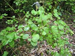 Image of Coprosma rotundifolia A. Cunn.