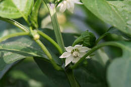 Image of cayenne pepper