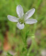 Plancia ëd Arenaria paludicola Robinson