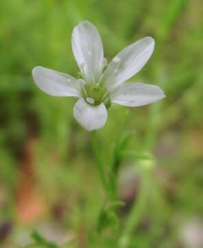 Image of marsh sandwort