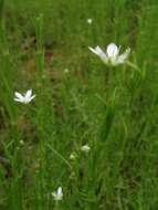 Plancia ëd Arenaria paludicola Robinson