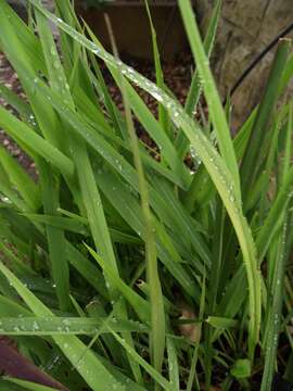 Imagem de Imperata brevifolia Vasey