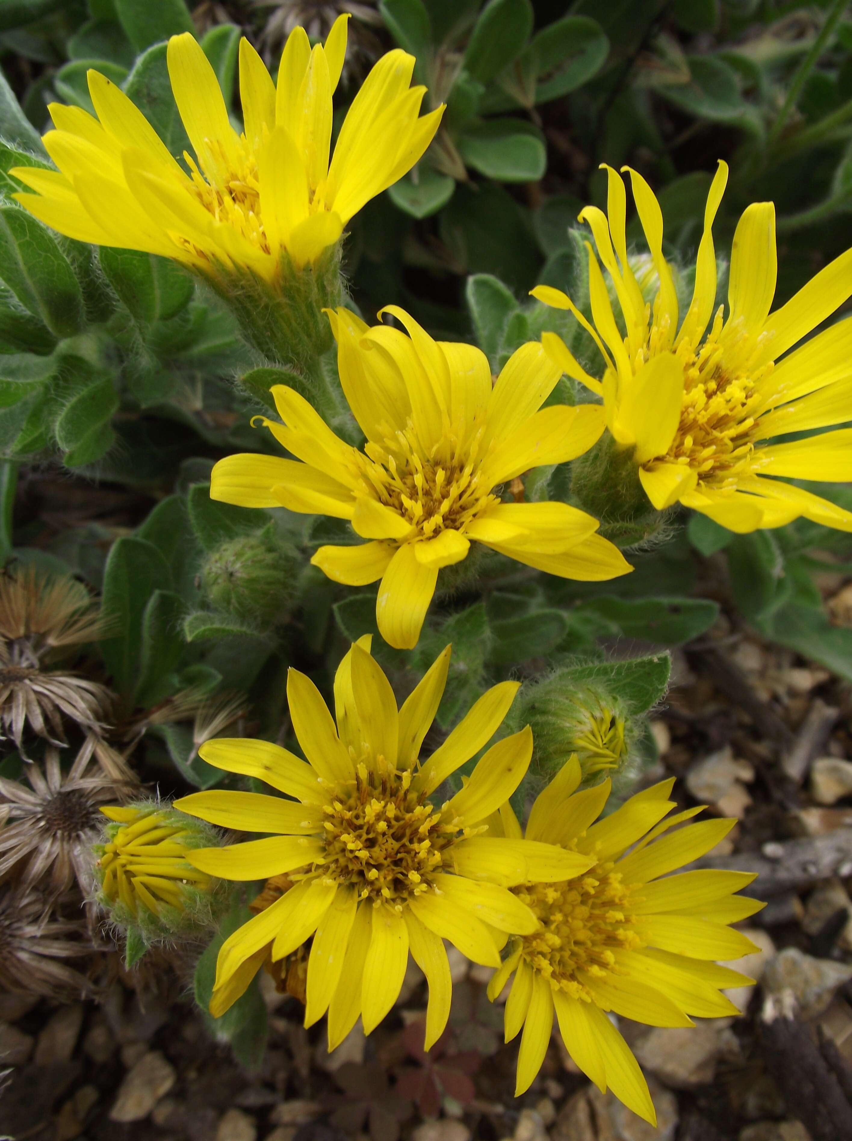 Image of sessileflower false goldenaster