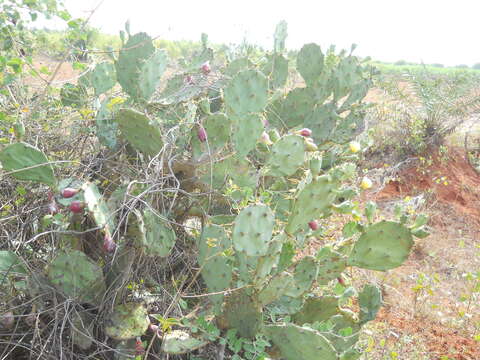 Image of Opuntia dillenii