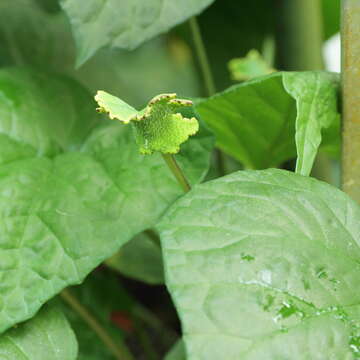 Image of Dorstenia arifolia Lam.