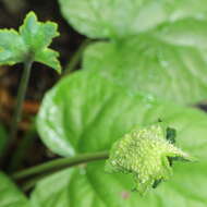 Image of Dorstenia arifolia Lam.