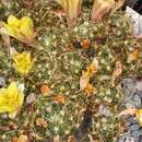 Image of Mammillaria surculosa Boed.