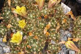 Image of Mammillaria surculosa Boed.