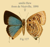 Image of Deudorix smilis Hewitson 1863