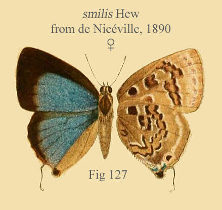 Image of Deudorix smilis Hewitson 1863