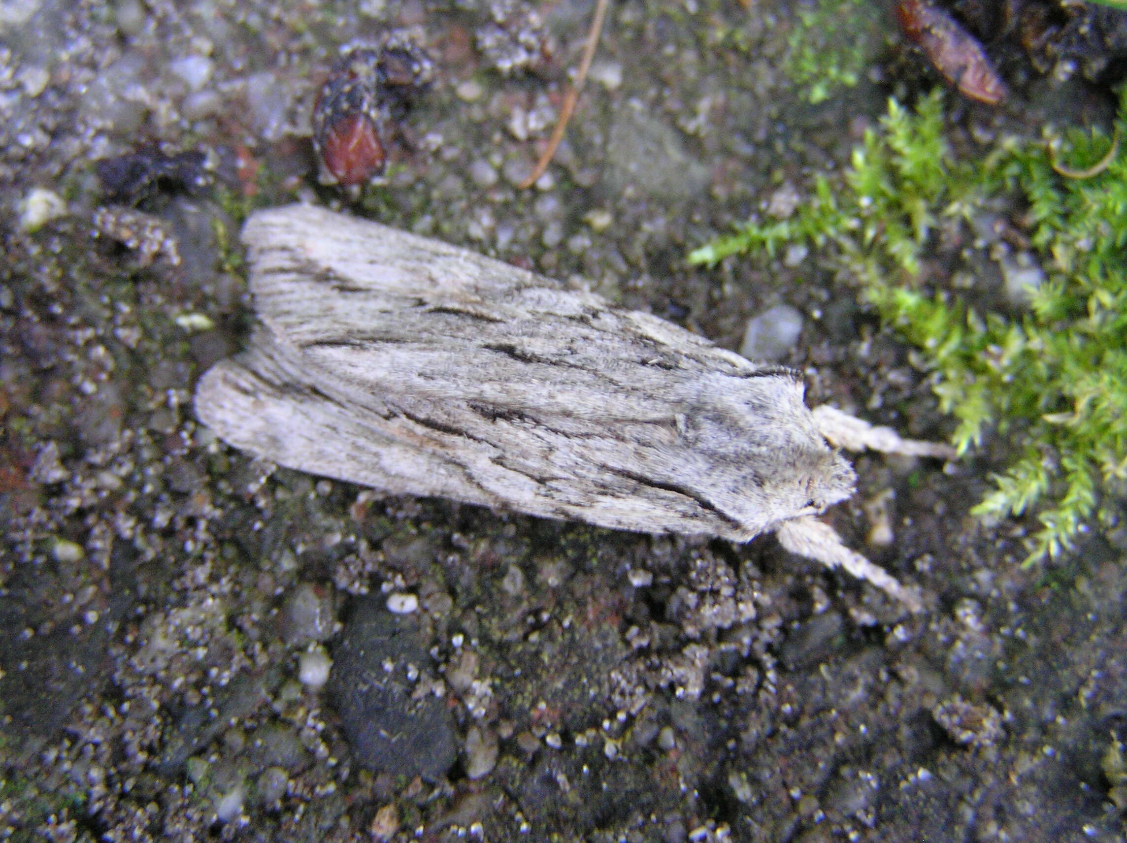 Image de noctuelle du cyprès