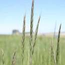 Image of RS wheatgrass