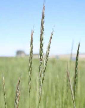 Image of RS wheatgrass