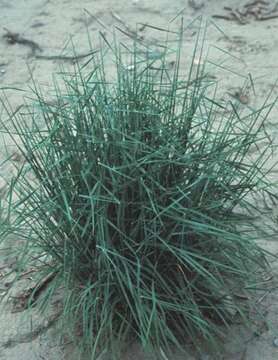 Image of Snake River wheatgrass