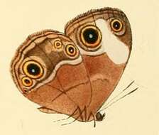 Imagem de Mycalesis sciathis Hewitson 1866