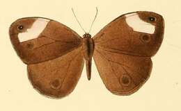 Image of Mycalesis sciathis Hewitson 1866
