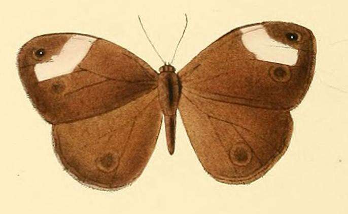 Imagem de Mycalesis sciathis Hewitson 1866