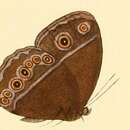 Image of Mycalesis rhacotis Hewitson 1866