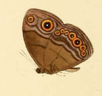 Image of Mycalesis technatis Hewitson 1877