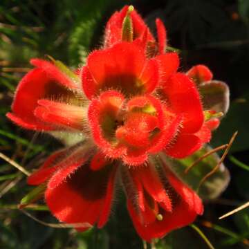 Image of Mendocino Coast Indian paintbrush