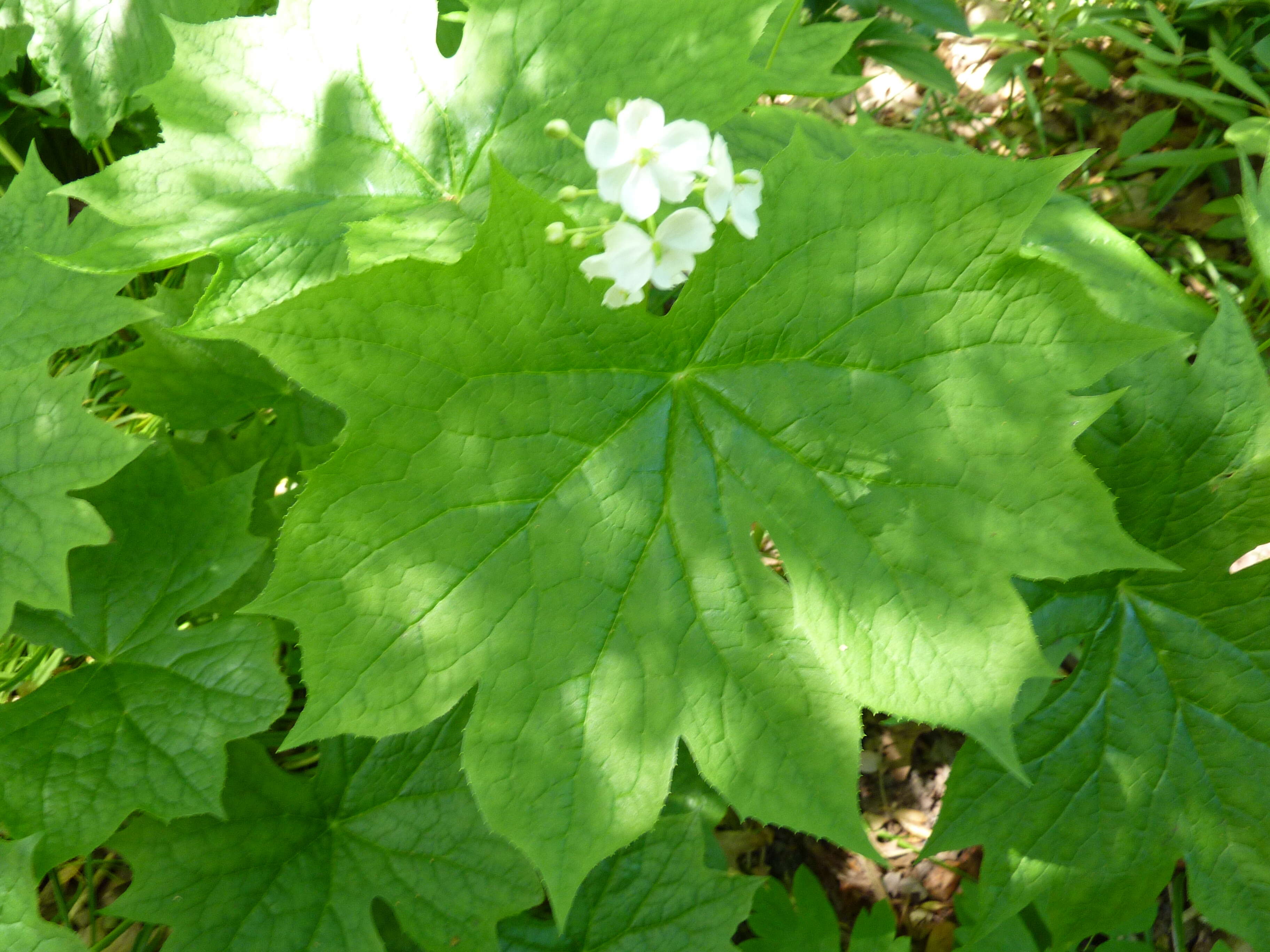 Image of American umbrellaleaf